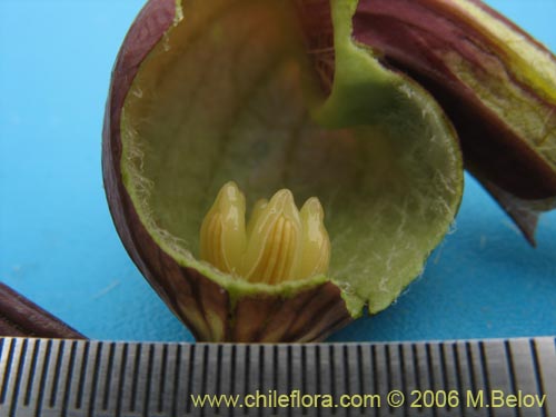 Image of Aristolochia chilensis (Oreja de zorro / Hierba de la Virgen Maria). Click to enlarge parts of image.