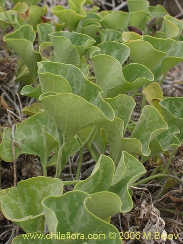 Фотография Aristolochia chilensis (Oreja de zorro / Hierba de la Virgen Maria). Щелкните, чтобы увеличить вырез.