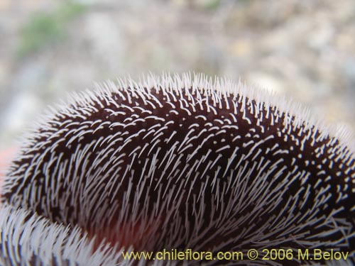 Фотография Aristolochia chilensis (Oreja de zorro / Hierba de la Virgen Maria). Щелкните, чтобы увеличить вырез.