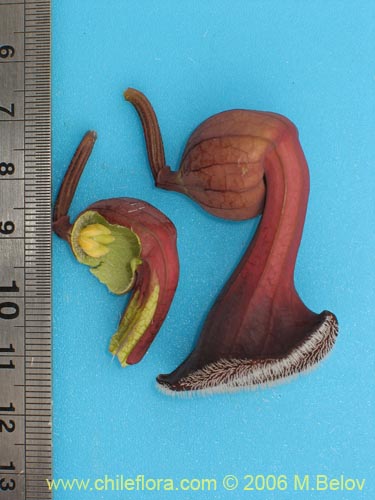 Imágen de Aristolochia chilensis (Oreja de zorro / Hierba de la Virgen Maria). Haga un clic para aumentar parte de imágen.