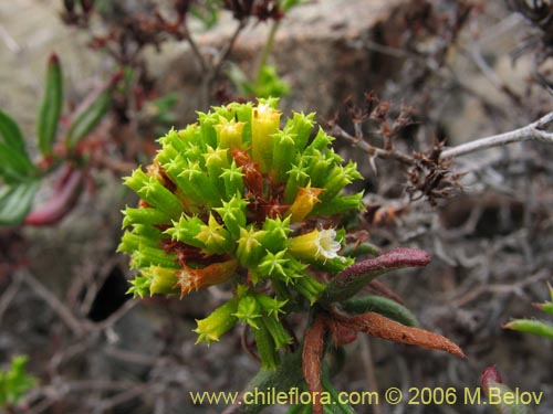 Фотография Lastarriaea chilensis (). Щелкните, чтобы увеличить вырез.
