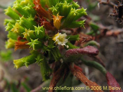 Bild von Lastarriaea chilensis (). Klicken Sie, um den Ausschnitt zu vergrössern.