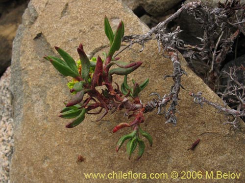 Lastarriaea chilensisの写真