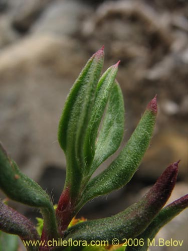 Bild von Lastarriaea chilensis (). Klicken Sie, um den Ausschnitt zu vergrössern.