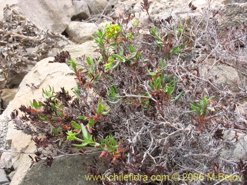 Bild von Lastarriaea chilensis (). Klicken Sie, um den Ausschnitt zu vergrössern.
