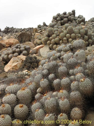 Фотография Copiapoa dealbata (). Щелкните, чтобы увеличить вырез.