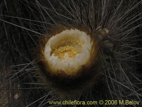 Eulychnia brevifloraの写真