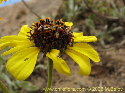 Image of Encelia canescens (Coronilla del fraile). Click to enlarge parts of image.