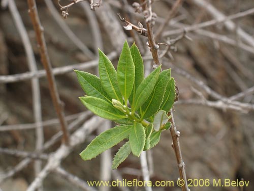 Imágen de Proustia ilicifolia (Huañil). Haga un clic para aumentar parte de imágen.