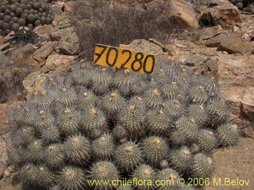 Image of Copiapoa dealbata (). Click to enlarge parts of image.