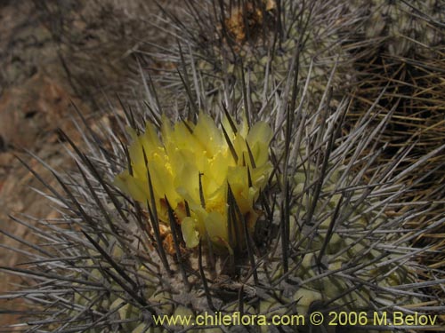 Фотография Copiapoa dealbata (). Щелкните, чтобы увеличить вырез.