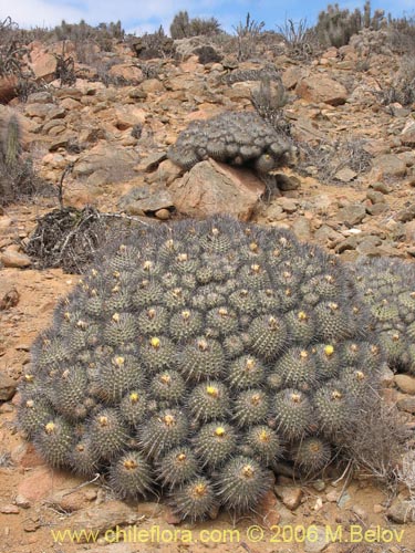 Фотография Copiapoa dealbata (). Щелкните, чтобы увеличить вырез.