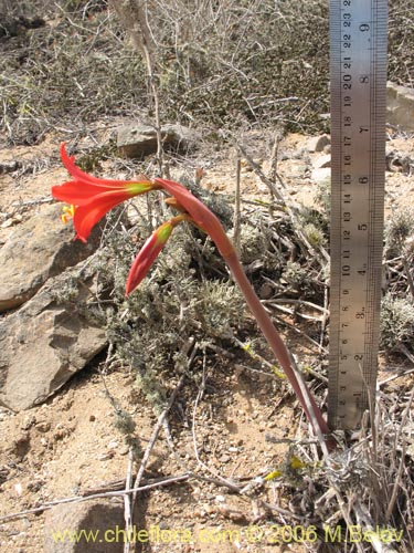 Bild von Rhodophiala phycelloides (Revienta ojos). Klicken Sie, um den Ausschnitt zu vergrössern.