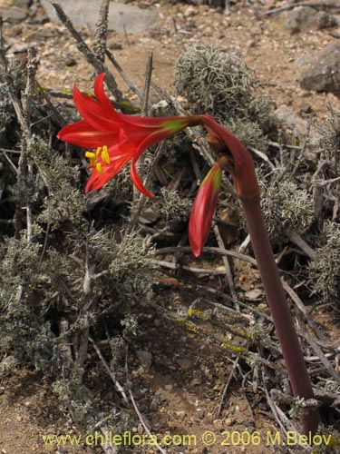 Image of Rhodophiala phycelloides (Revienta ojos). Click to enlarge parts of image.