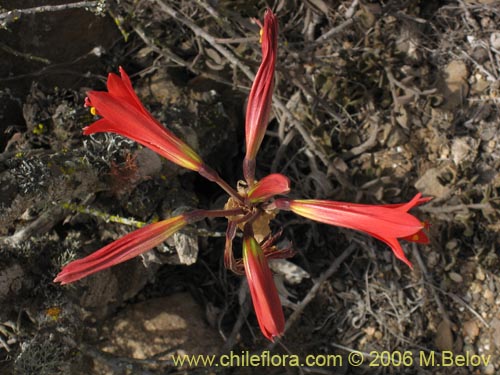 Imágen de Rhodophiala phycelloides (Revienta ojos). Haga un clic para aumentar parte de imágen.