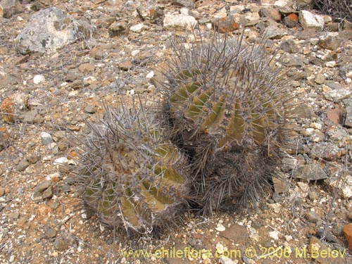 Imágen de Copiapoa echinoides (). Haga un clic para aumentar parte de imágen.