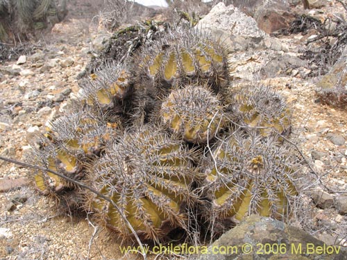Image of Copiapoa echinoides (). Click to enlarge parts of image.