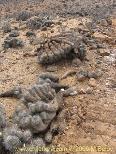 Bild von Copiapoa dealbata (). Klicken Sie, um den Ausschnitt zu vergrössern.