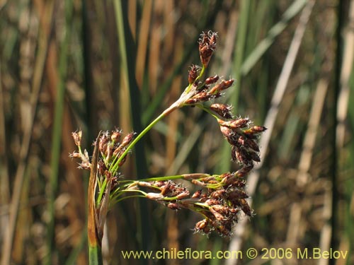 Imágen de Juncus sp. #1508 (). Haga un clic para aumentar parte de imágen.