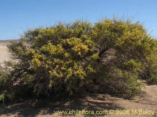 Imágen de Adesmia sp. #1614 (). Haga un clic para aumentar parte de imágen.