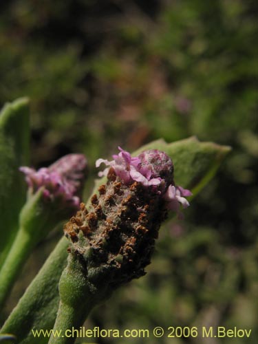 Bild von Phyla reptans (). Klicken Sie, um den Ausschnitt zu vergrössern.