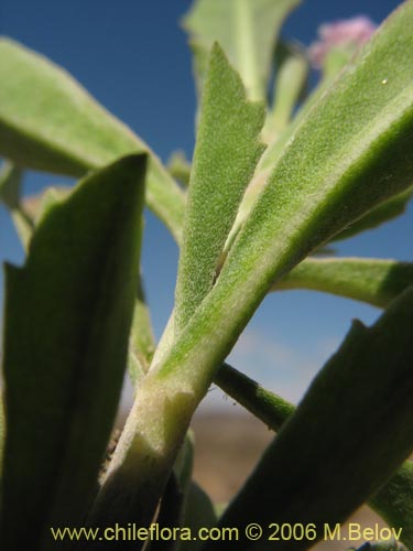 Bild von Phyla reptans (). Klicken Sie, um den Ausschnitt zu vergrössern.