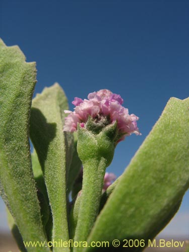 Imágen de Phyla reptans (). Haga un clic para aumentar parte de imágen.