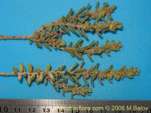 Image of Unidentified Plant sp. #2317 (). Click to enlarge parts of image.