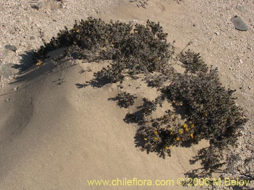 Imágen de Chuquiraga ulicina (). Haga un clic para aumentar parte de imágen.