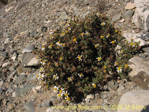 Imágen de Asteraceae sp. #2389 (). Haga un clic para aumentar parte de imágen.