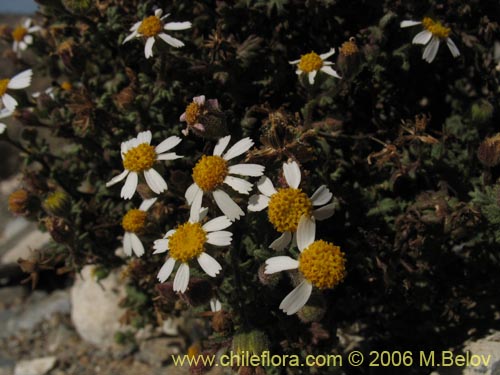 Imágen de Asteraceae sp. #2389 (). Haga un clic para aumentar parte de imágen.