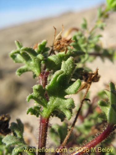 Bild von Asteraceae sp. #2389 (). Klicken Sie, um den Ausschnitt zu vergrössern.