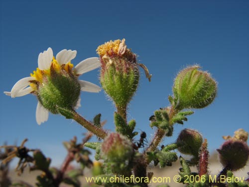 Imágen de Asteraceae sp. #2389 (). Haga un clic para aumentar parte de imágen.