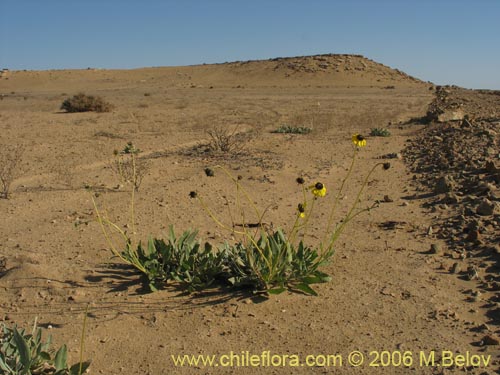 Imágen de Encelia canescens (Coronilla del fraile). Haga un clic para aumentar parte de imágen.