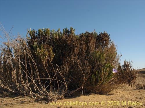 Imágen de Nolana sp. #1610 (). Haga un clic para aumentar parte de imágen.