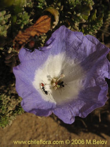 Imágen de Nolana sp. #1610 (). Haga un clic para aumentar parte de imágen.