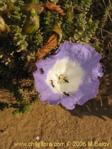 Bild von Nolana sp. #1610 (). Klicken Sie, um den Ausschnitt zu vergrössern.