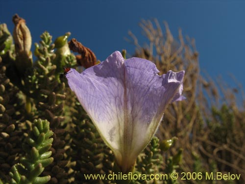 Imágen de Nolana sp. #1610 (). Haga un clic para aumentar parte de imágen.