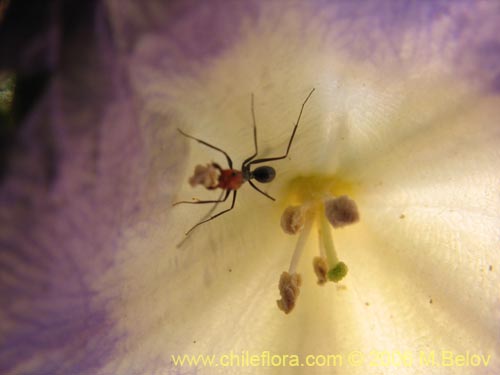 Imágen de Nolana sp. #1610 (). Haga un clic para aumentar parte de imágen.