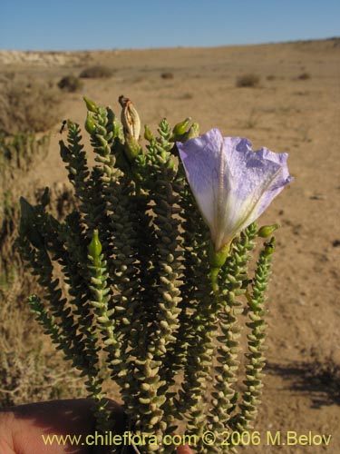 Imágen de Nolana sp. #1610 (). Haga un clic para aumentar parte de imágen.