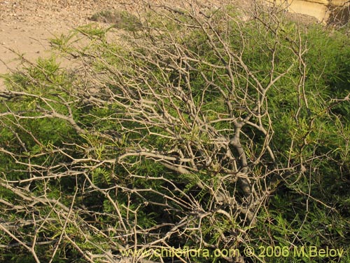 Imágen de Prosopis flexuosa (). Haga un clic para aumentar parte de imágen.