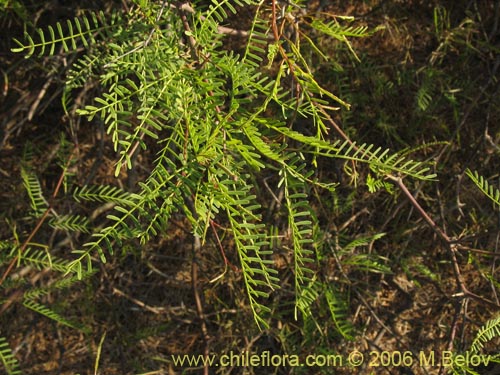 Фотография Prosopis flexuosa (). Щелкните, чтобы увеличить вырез.