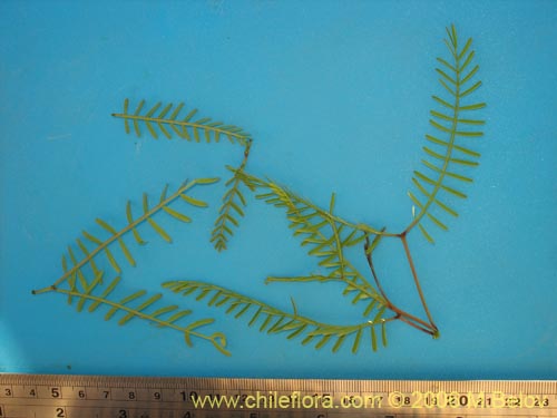 Prosopis flexuosa的照片