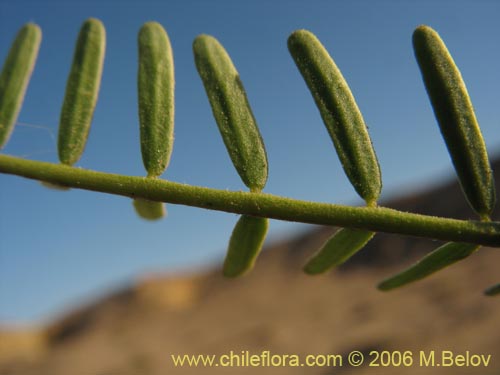 Prosopis flexuosaの写真