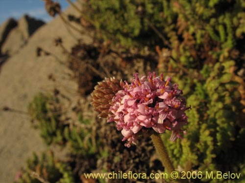 Polyachyrus sp. #1609の写真