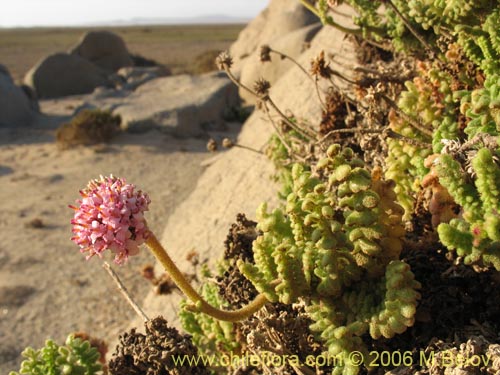 Polyachyrus sp. #1609의 사진