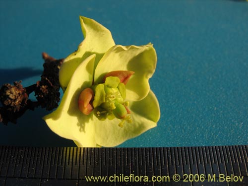 Image of Euphorbia lactiflua (Lechero). Click to enlarge parts of image.