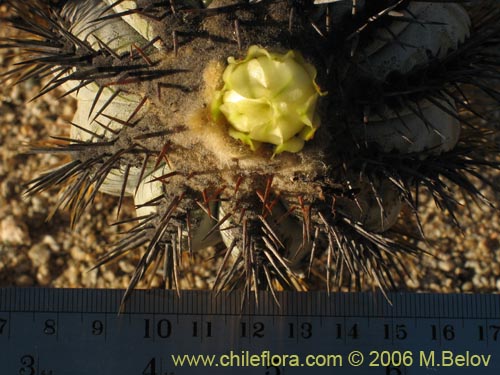 Фотография Copiapoa calderana ssp. calderana (). Щелкните, чтобы увеличить вырез.