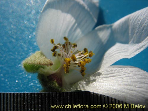 Image of Cristaria sp.   #1611 (). Click to enlarge parts of image.