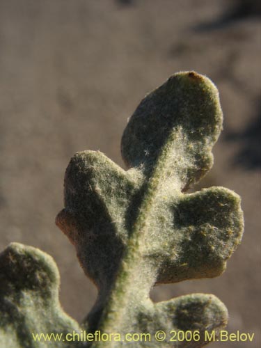 Bild von Cristaria sp. #1611 (). Klicken Sie, um den Ausschnitt zu vergrössern.